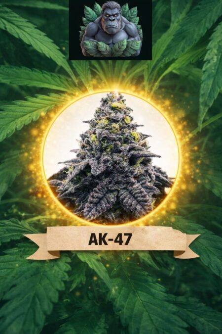 Cannaking AK-47 (Autoflowering)