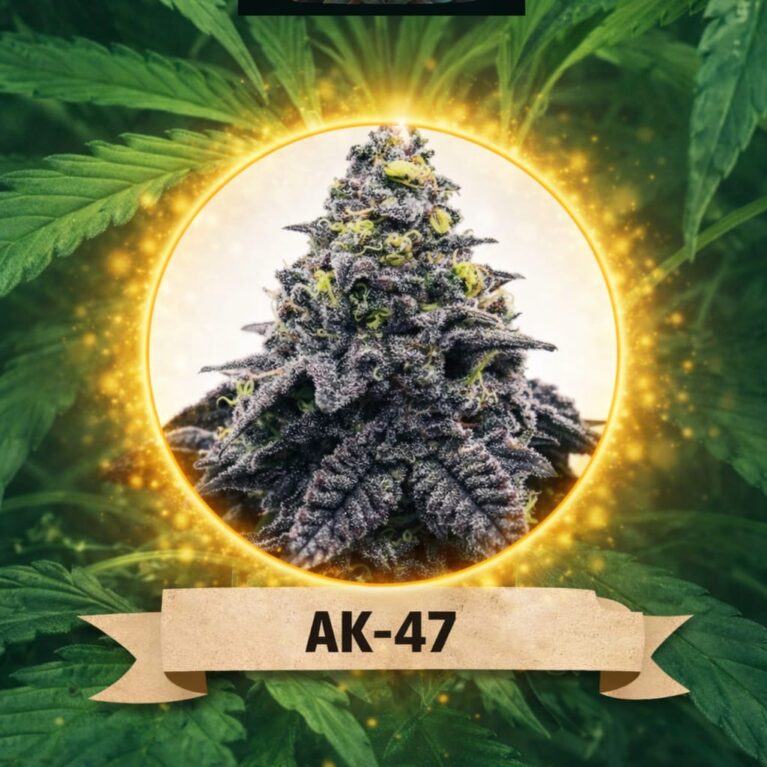 Cannaking AK-47 (Autoflowering)