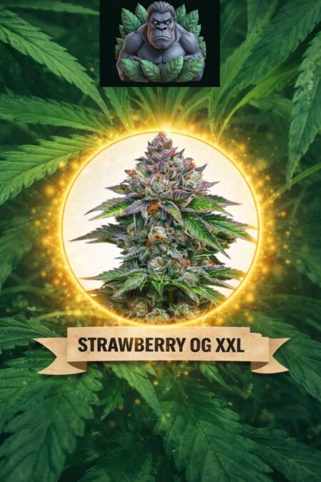 Cannaking Strawberry OG XXL (Autoflowering)