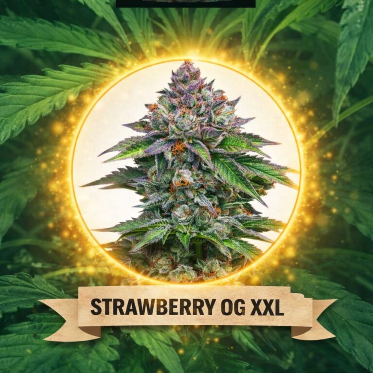 Cannaking Strawberry OG XXL (Autoflowering)
