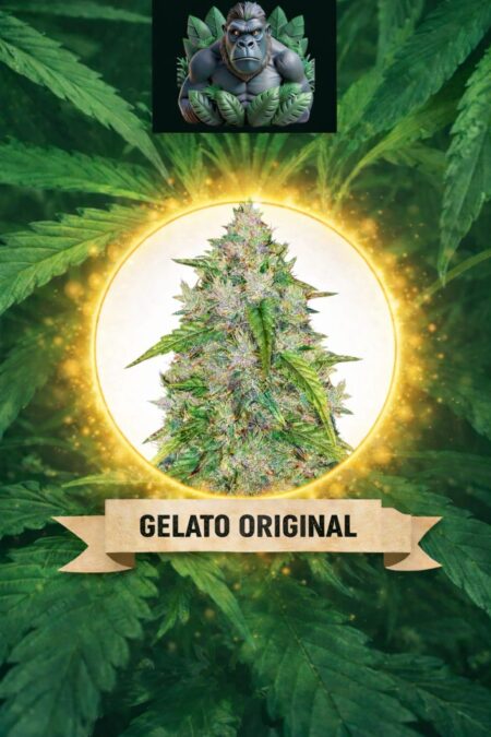 Cannaking Gelato Original (Autoflowering)