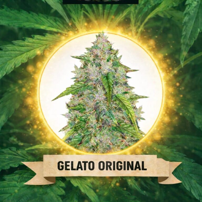 Cannaking Gelato Original (Autoflowering)