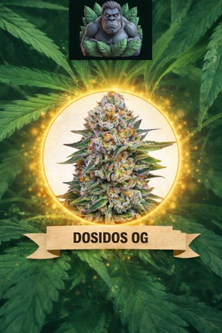 Cannaking Dosidos OG (Autoflowering)