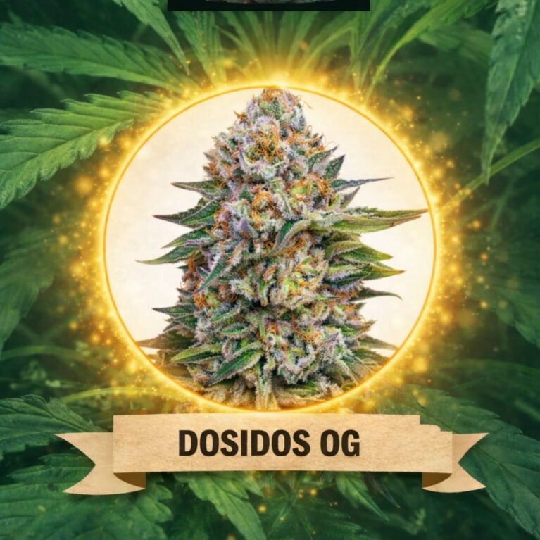 Cannaking Dosidos OG (Autoflowering)