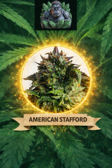 Cannaking American Stafford (Autoflowering)