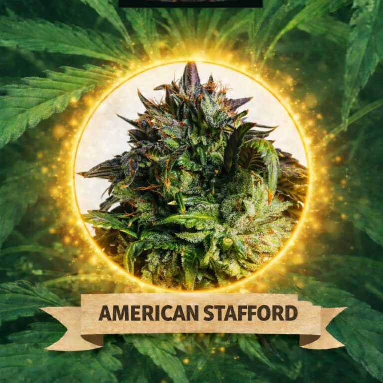 Cannaking American Stafford (Autoflowering)