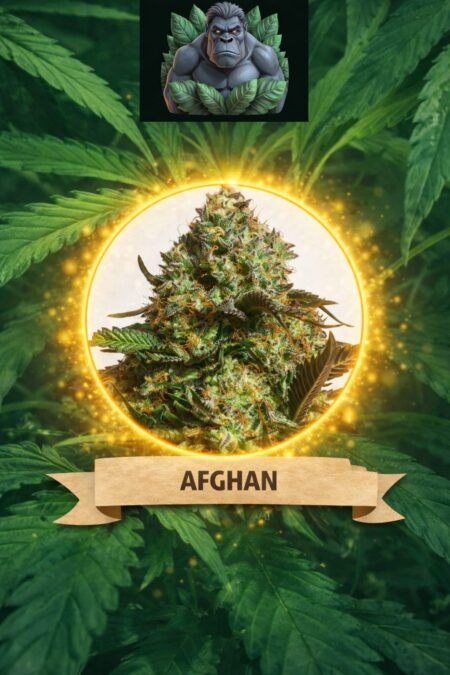 Cannaking Afghan (Autoflowering)