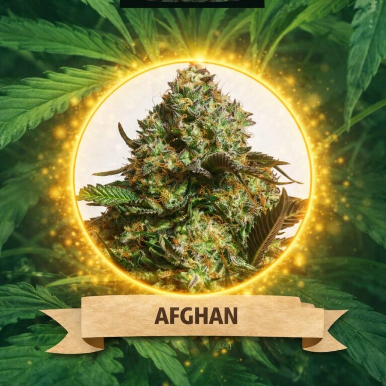 Cannaking Afghan (Autoflowering)