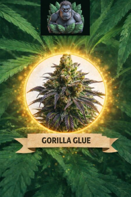 CannaKing Gorilla Glue (Autoflowering)