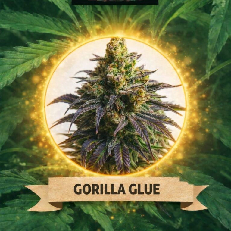 CannaKing Gorilla Glue (Autoflowering)