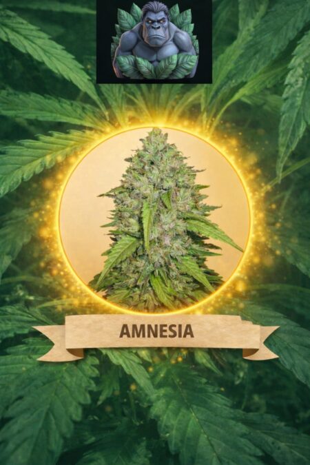 Cannaking Amnesia (Autoflowering)