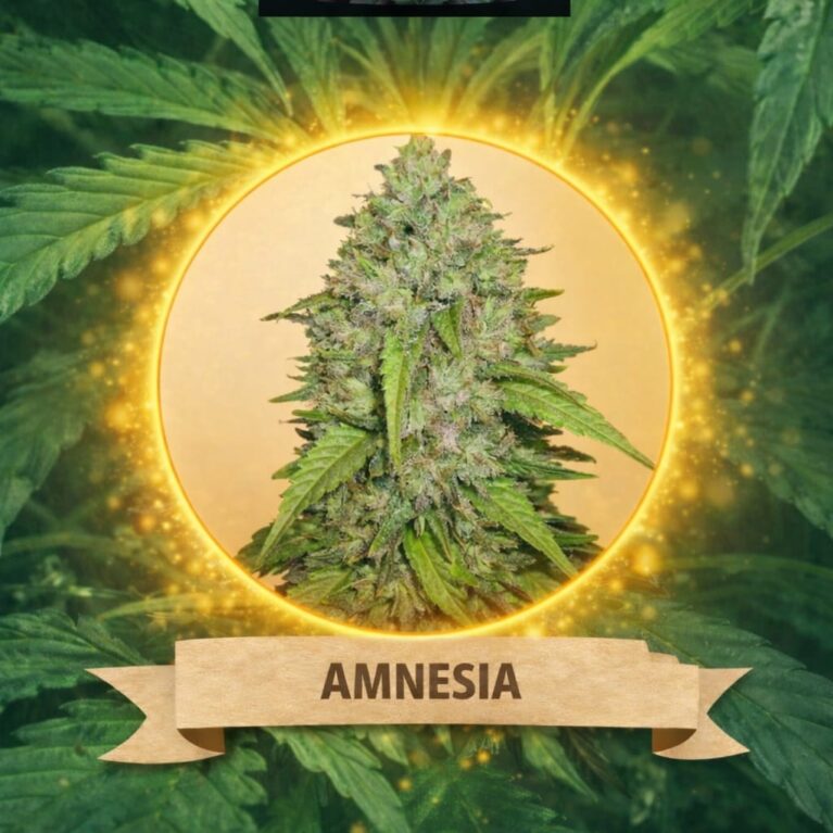 Cannaking Amnesia (Autoflowering)