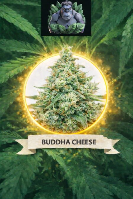 Cannaking Buddha Cheese Feminized