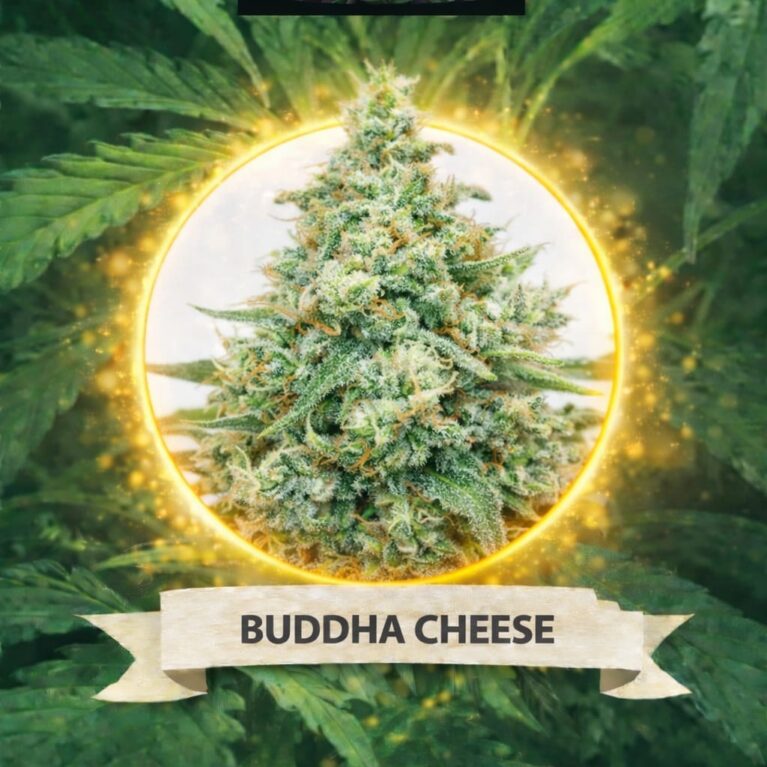 Cannaking Buddha Cheese Feminized