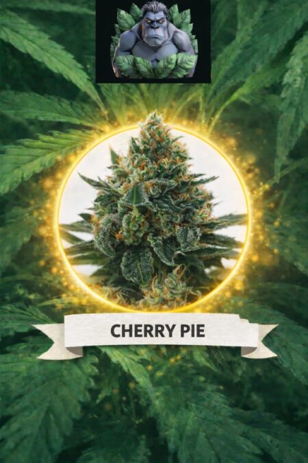 Cannaking Cherry Pie Feminized