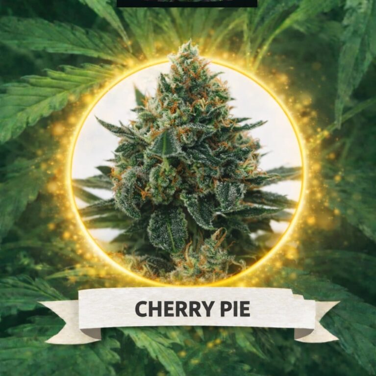 Cannaking Cherry Pie Feminized