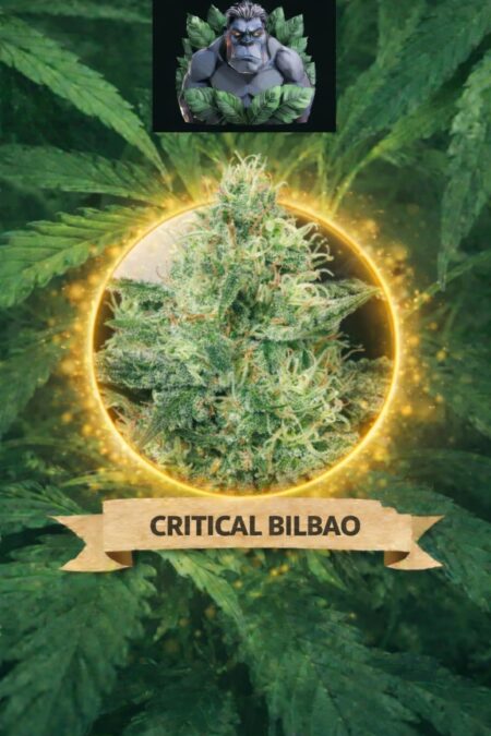 Cannaking Critical Bilbao Feminized