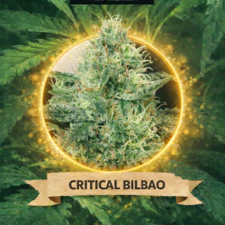 Cannaking Critical Bilbao Feminized
