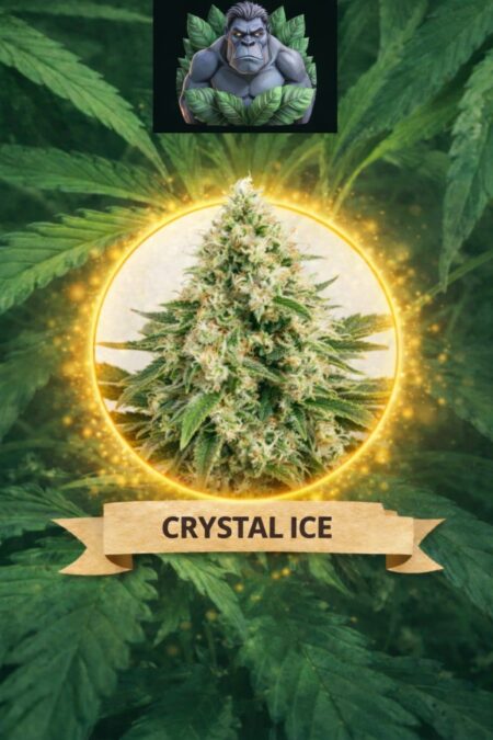 Cannaking Crystal İce Feminized