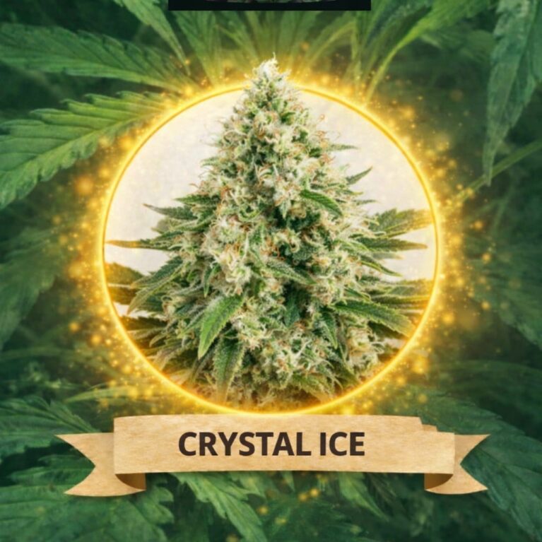 Cannaking Crystal İce Feminized