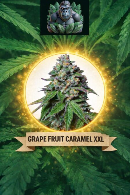 Cannaking Grape Fruit Caramel XXL (Autoflowering)