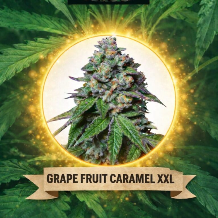 Cannaking Grape Fruit Caramel XXL (Autoflowering)