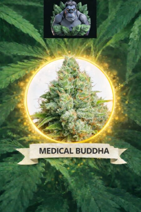 Cannaking Medical Buddha