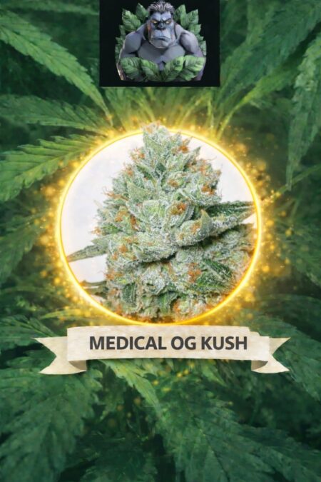 Cannaking medical OG Kush