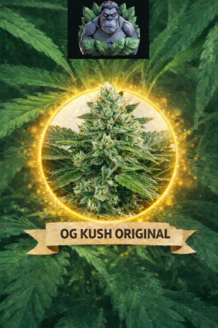 Cannaking Ogkush Original Feminized