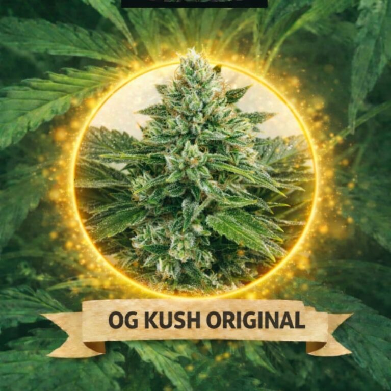 Cannaking Ogkush Original Feminized
