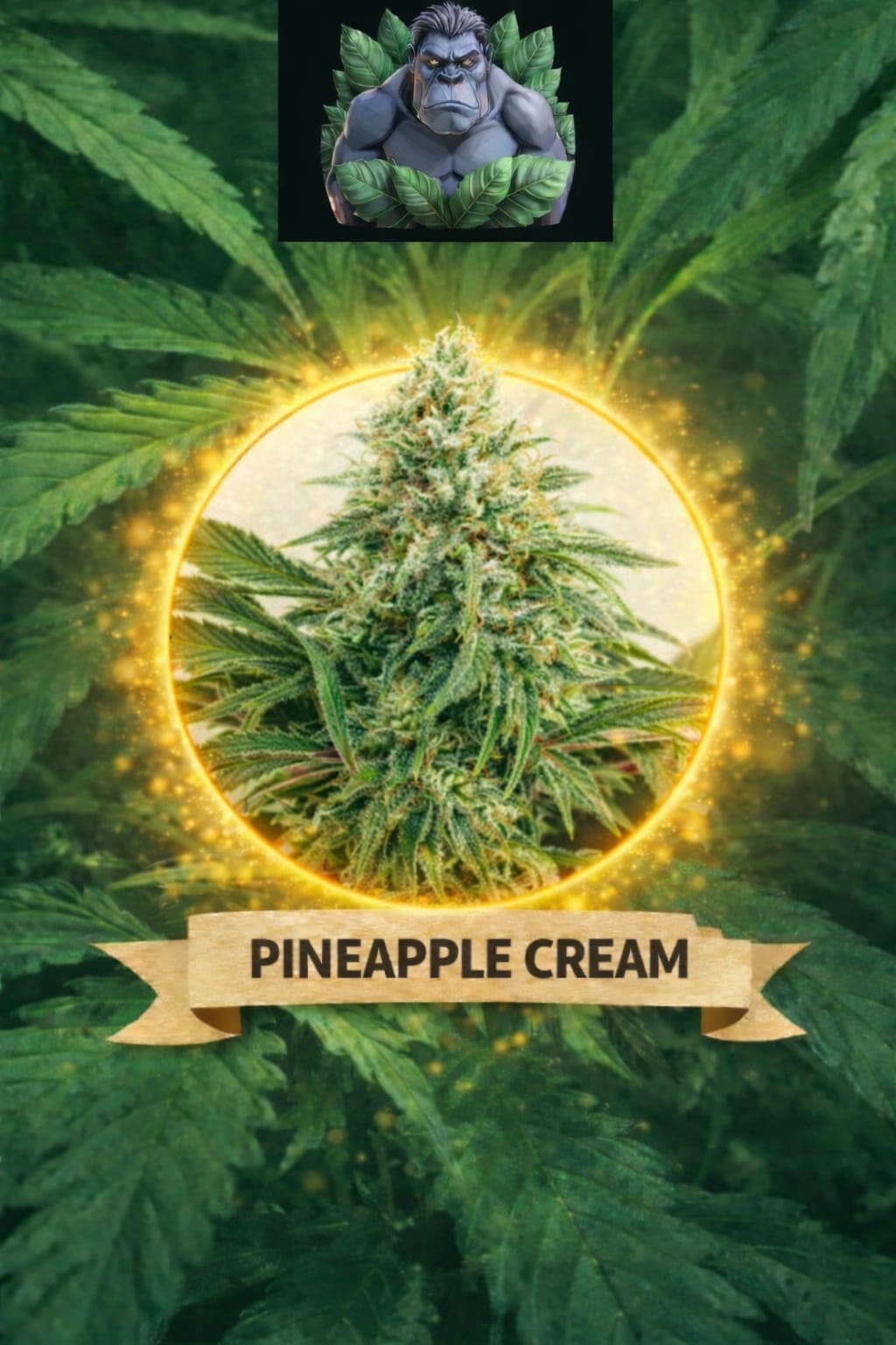 Cannaking  Pineapple Cream Feminised