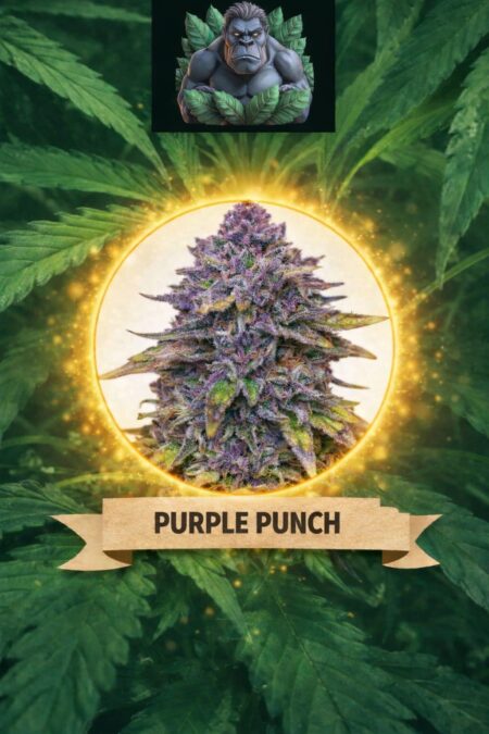 Cannaking Purple Punch (Autoflowering)