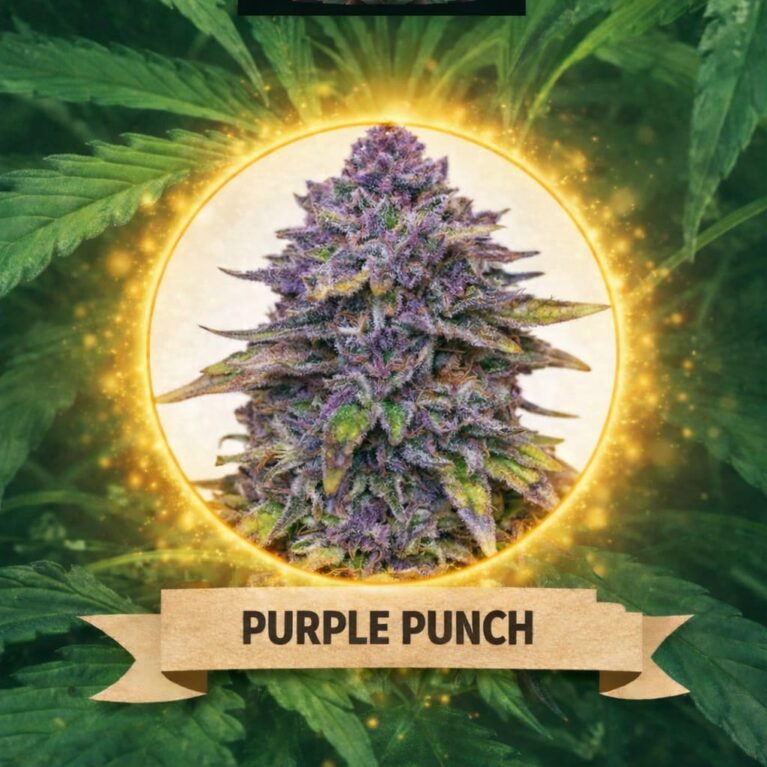 Cannaking Purple Punch (Autoflowering)