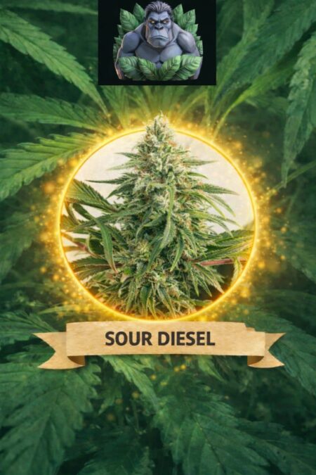Cannaking Sour Diesel Feminized