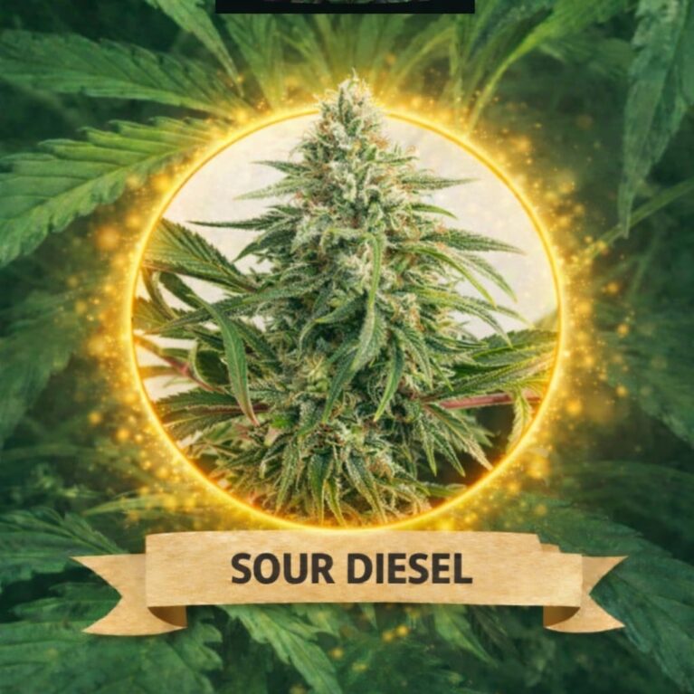 Cannaking Sour Diesel Feminized