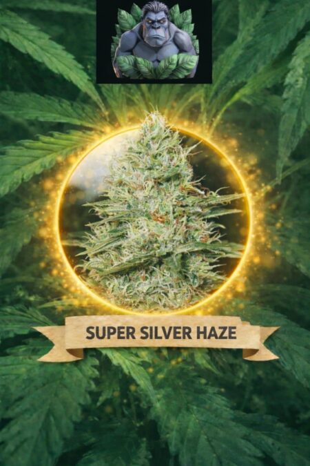 Cannaking Super Silver Haze Feminized