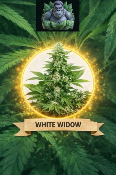 Cannaking White Widow Feminized